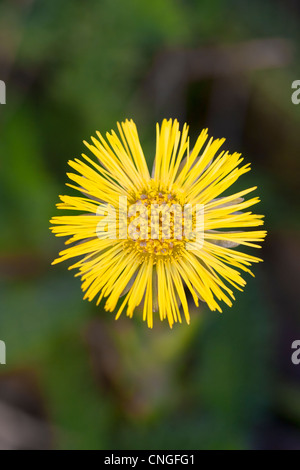 Huflattich Tussilago Farfara Nahaufnahme der Blüte Stockfoto