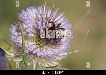 White-tailed Bumble Bee, Bombus Lucorum, Fütterung auf eine Karde Blume, Dipsacus Fullonum. Berkshire, Vereinigtes Königreich. Stockfoto