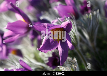 Nahaufnahme Bild von Pulsatilla Vulgaris. Stockfoto