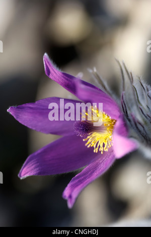 Nahaufnahme Bild einer Pulsatilla Vulgaris Blüte. Stockfoto