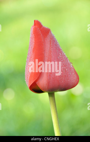 Darwin Tulpe (Tulipa) in voller Blüte. Stockfoto