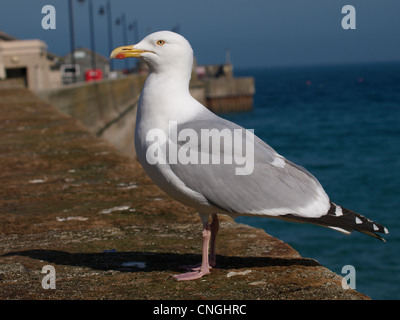 Silbermöwe, Larus Argentatus auf Newquay Hafenmauer, UK Stockfoto