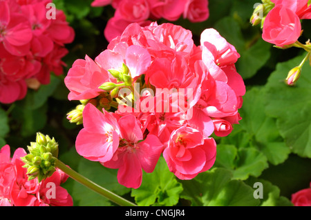 Rosa blühenden Pelargonium zonale im Mai. Stockfoto