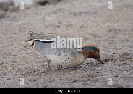 Männliche Teal Anas Vogelarten ernähren sich von der Bank. Lancashire, UK. Stockfoto