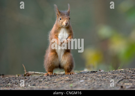 Eurasische Eichhörnchen Sciurus Vulgaris. Lancashire, UK. Stockfoto