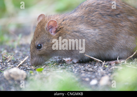 Braune Ratte Rattus Norvegicus Brid Samen am Boden fressen. Oxfordshire, Vereinigtes Königreich. Stockfoto