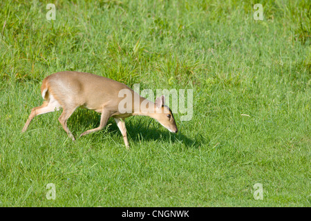 Weibliche Reeves oder Muntjac Rotwild wissen auch als chinesische Hirsche Muntiacus Reevesi im Feld. Oxfordshire, Vereinigtes Königreich. Stockfoto