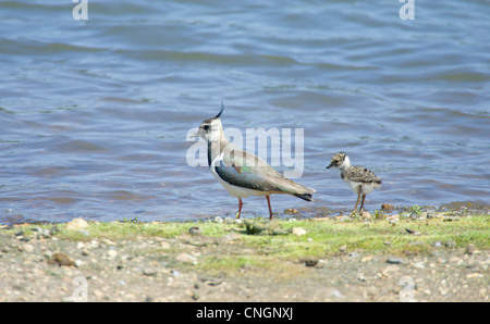 Weiblichen Kiebitz Vanellus Vanellus und junge Küken stehen am Gewässerrand. Berkshire, Vereinigtes Königreich. Stockfoto