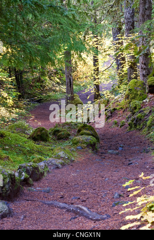 Rote Asche Pfad durch den Willamette National Forest in der Nähe von Proxy Falls, Oregon im Herbst. Stockfoto