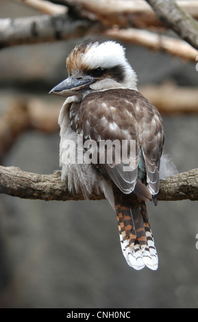 Kookaburra (Dacelo Novaeguineae), die bekanntesten australischen Vogel, im Berliner Zoo, Deutschland. Stockfoto