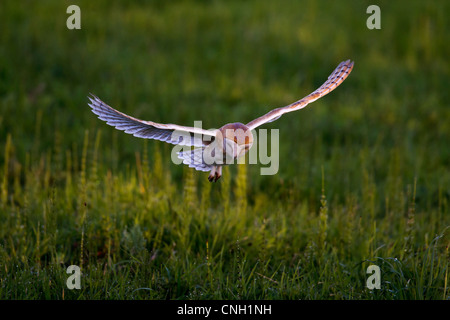Eine Schleiereule, Tyto Alba, im Flug Norfolk, England, UK Stockfoto
