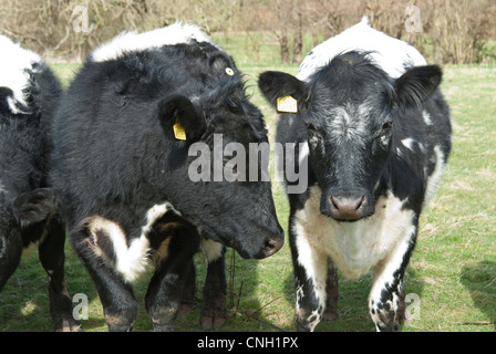 Querformat Hochformat von zwei schwarzen und weißen Rinder mit gelben Tags in ihre Ohren Stockfoto