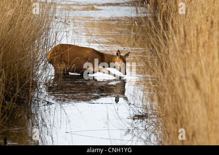 Red Deer brechen Eis an einem kleinen Bach im Winter Stockfoto