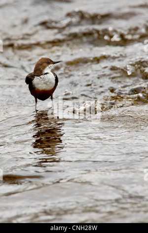 Pendelarm (Cinclus cinclus) auf einem Felsen auf einem schnell fließenden Schottischen Fluss Stockfoto