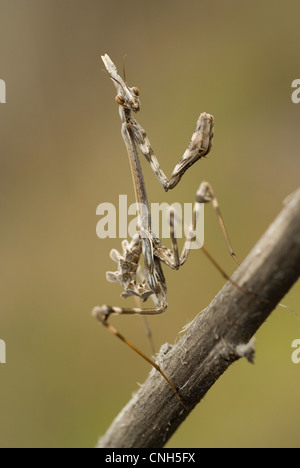 Conehead Mantis (Empusa Pennata) Stockfoto