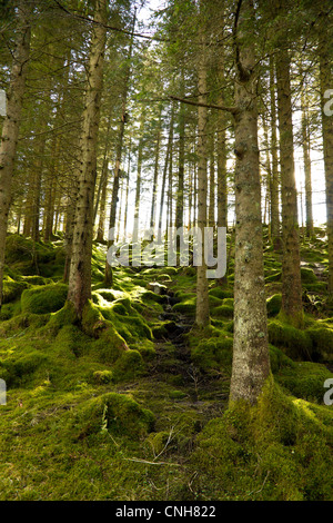 Bild von einem grünen Wald mit der Sonne Höchststand, Gehäuse, helles Licht Stockfoto