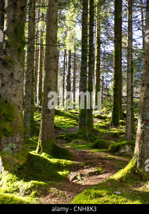 Ein Bild eines Pfades um Bäume in einem Wald Stockfoto
