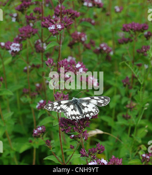 MARMORIERT, WEIßER SCHMETTERLING UND WILDBLUMEN IN PORTCHESTER, HAMPSHIRE Stockfoto