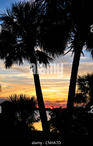 Florida-Sonnenuntergang mit Silhouette Bäumen im Vordergrund Stockfoto