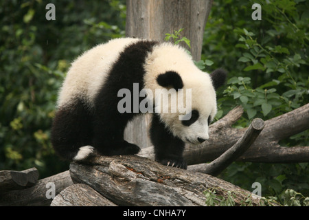 Fu Long genießt die Giant Panda Cub in seinem Gehege im Schönbrunn Zoo in Wien, Österreich. Stockfoto