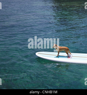 Hund namens Menehune auf Stand up Paddleboard auf der Big Island von Hawaii Stockfoto