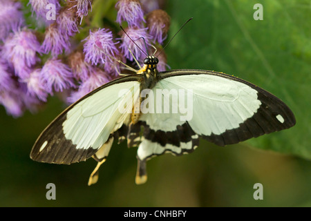 Ein Schwalbenschwanz-Schmetterling Fütterung Stockfoto