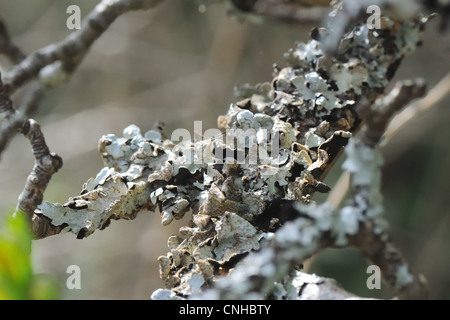 Foliose Flechten wachsen auf den Ästen eines kleinen Baumes in Schottland, Großbritannien. Stockfoto