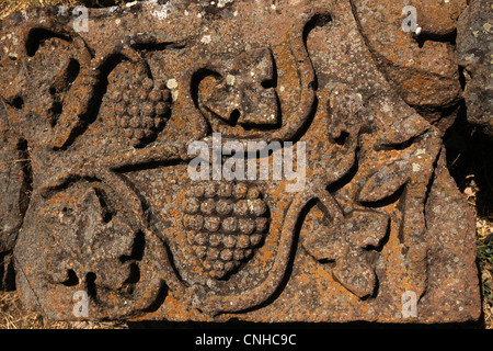 Weinrebe. Ruinen der Zvartnots Kathedrale in der Nähe von Vagharshapat oder lockt, Armenien. Stockfoto