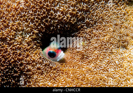 Ein Blenny Fisch steckt seinen Kopf aus einem Loch in einem Korallenriff vor der Küste von Coiba, Panama. Stockfoto