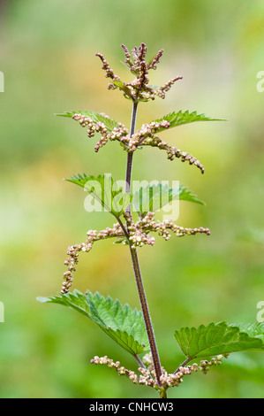 Gemeinsamen Brennnessel (Urtica Dioica) in Blüte im Hotel Bank Nature Reserve, Kent. August. Stockfoto