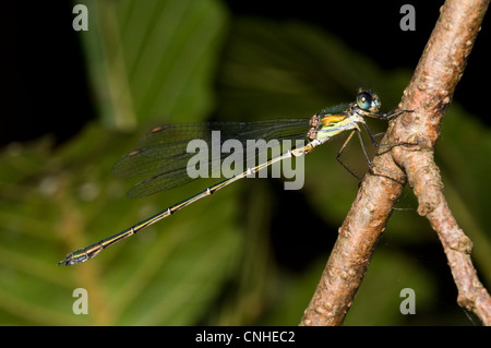 Eines erwachsenen männlichen Weide Emerald Damselfly (Chalcolestes Viridis) thront auf einer Erle Zweig bei Staverton Seen, Suffolk. August. Stockfoto