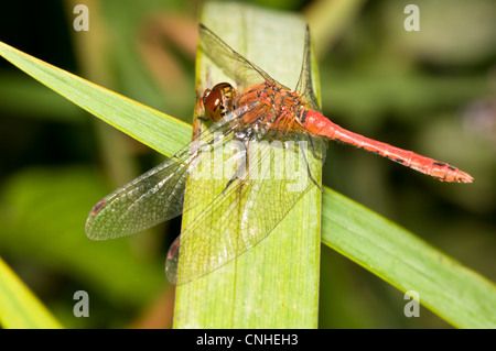 Ein erwachsener männlicher ruddy Darter Libelle (Sympetrum Sanguineum) thront auf verworrenen Schilf an Staverton Seen, Suffolk. August. Stockfoto