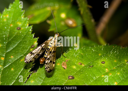 Eine männliche Skorpion Fliege (Panorpa Germanica) Stand am Rande eines Blattes in dichten Wäldern Brede, West Sussex. September. Stockfoto