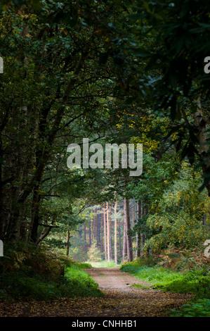 Ein Wanderweg durch gemischten Laub- und Nadelbäume Bäume in Clumber Park, Nottinghamshire. Oktober. Stockfoto