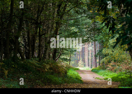 Ein Wanderweg durch gemischten Laub- und Nadelbäume Bäume in Clumber Park, Nottinghamshire. Oktober. Stockfoto