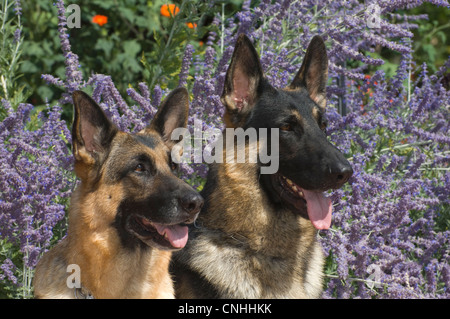 Zwei Deutsche Schäferhunde vor Blumen-Kopfschüsse Stockfoto