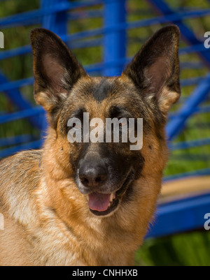 Deutscher Schäferhund-Kopf geschossen Stockfoto