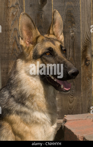 Deutscher Schäferhund-Kopf geschossen Stockfoto