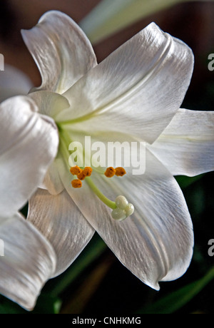 Diese schöne weiße Ostern Lilie Blume ist ein Makro Nahaufnahme Schuss mit dem Hintergrund verschwimmen in vertikaler Ausrichtung. Stockfoto