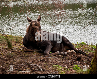 Dieser Elch Kuh Fauna ist hinlegen und entspannen in der Nähe von etwas Wasser in den Wäldern. Aufgenommen im Frühjahr wenn ihr Geweih vergossen. Stockfoto