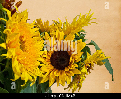 Dieses Bild ist mehrere Sonnenblumen mit alten Vintage-Papierhintergrund mit viel Raum für individuelle SMS-Nachricht. Stockfoto