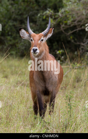 Junge männliche Defassa Wasserbock (Kobus Ellipsiprymnus Defassa) im Lake Mburo National Park, Uganda Stockfoto