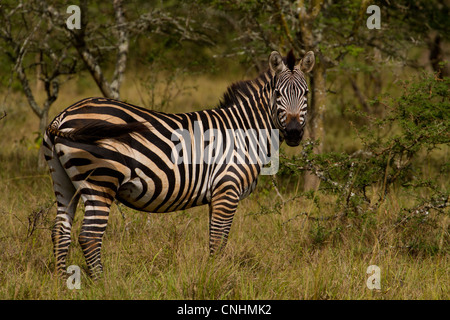 Burchell Zebra (Equus Quagga Burchelli) im Lake Mburo National Park, Uganda (aka gemeinsame Zebra oder Ebenen Zebra) Stockfoto