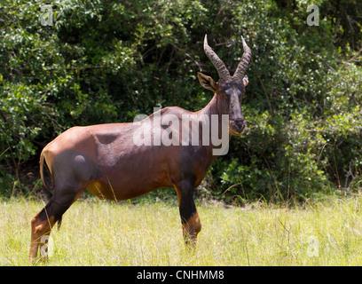 Männliche Topi (Damaliscus Korrigum Jimela) im Lake Mburo National Park, Uganda Stockfoto