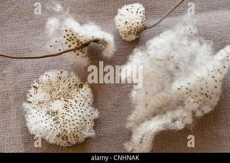 Flauschige Samenköpfe der japanische Anemone (Honorine Jobert) - Nahaufnahme. Stockfoto