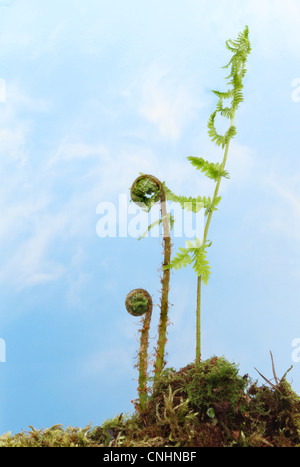 Frische junge Farn Wedel wachsen aus Moos bedeckten Boden gegen blauen Himmel mit weichen Wolken Stockfoto