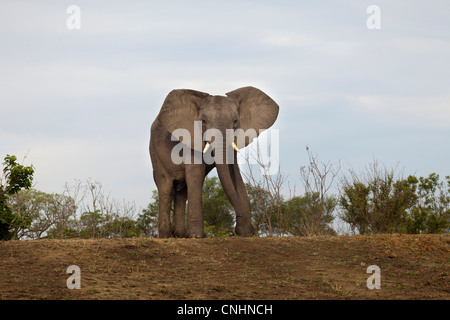 Einen afrikanischen Elefanten zu Fuß in Richtung Kamera Stockfoto