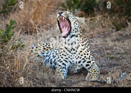 Eine weibliche Leoparden Gähnen Stockfoto