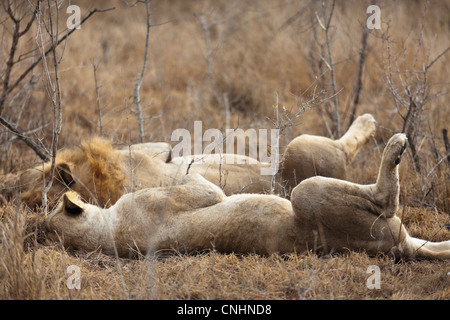 Eine männlichen und weiblichen Löwen nebeneinander liegend Stockfoto