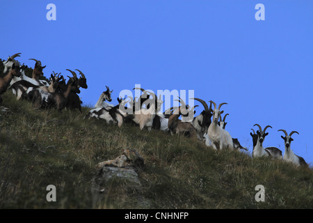 Bergziegen auf Monte Rosa, Piemont, Italien Stockfoto